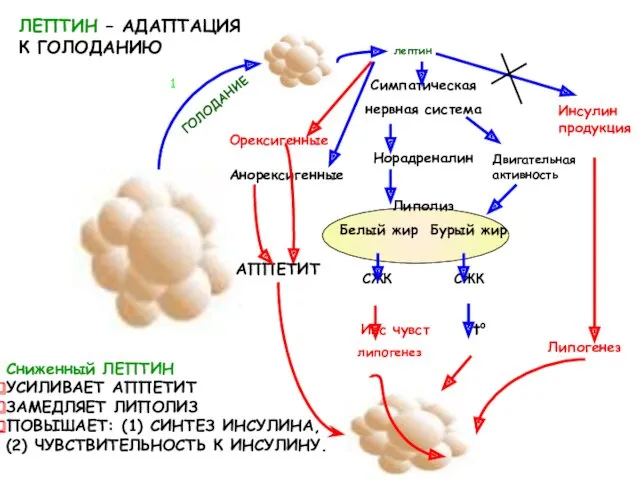 лептин Орексигенные Анорексигенные Симпатическая нервная система Норадреналин Липолиз Белый жир