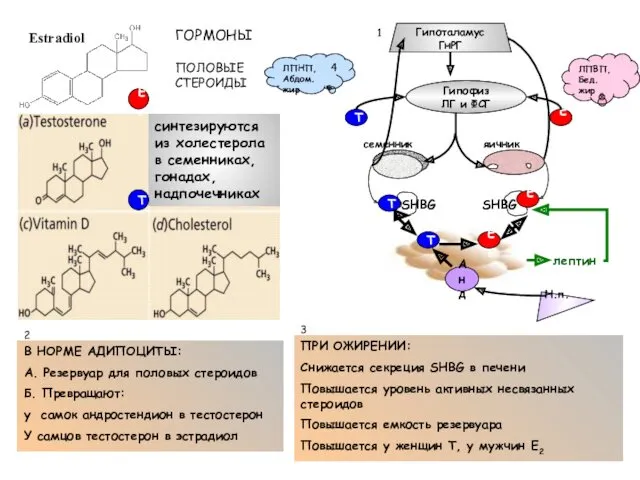 ГОРМОНЫ ПОЛОВЫЕ СТЕРОИДЫ семенник яичник SHBG SHBG В НОРМЕ АДИПОЦИТЫ: