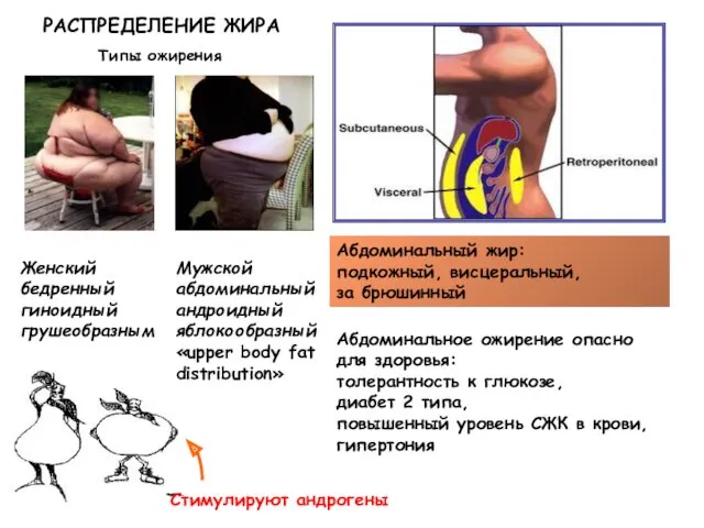 РАСПРЕДЕЛЕНИЕ ЖИРА Мужской абдоминальный андроидный яблокообразный «upper body fat distribution»