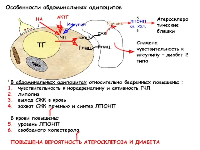 1 Печень В абдоминальных адипоцитах относительно бедренных повышены : чувствительность