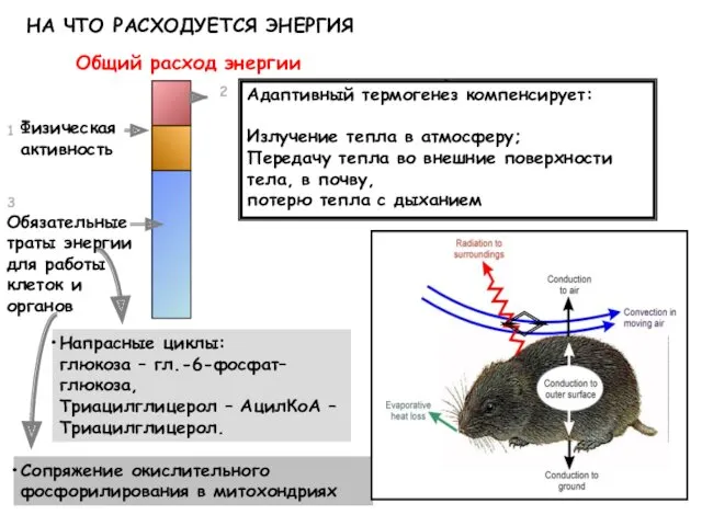 Напрасные циклы: глюкоза – гл.-6-фосфат–глюкоза, Триацилглицерол – АцилКоА – Триацилглицерол.