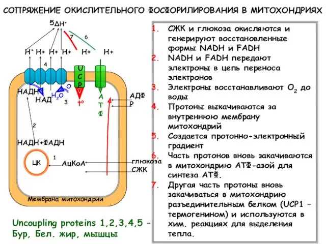 СЖК и глюкоза окисляются и генерируют восстановленные формы NADH и