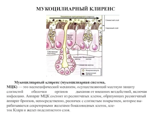 МУКОЦИЛИАРНЫЙ КЛИРЕНС Мукоцилиарный клиренс (мукоцилиарная система, МЦК) — это неспецифический