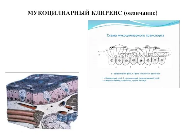 МУКОЦИЛИАРНЫЙ КЛИРЕНС (окончание)