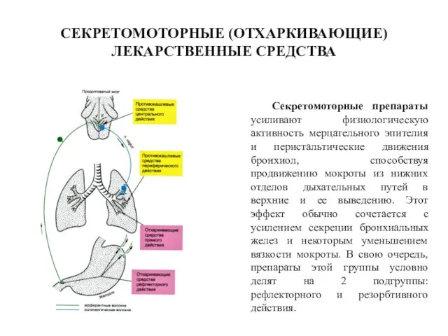 СЕКРЕТОМОТОРНЫЕ (ОТХАРКИВАЮЩИЕ) ЛЕКАРСТВЕННЫЕ СРЕДСТВА Секретомоторные препараты усиливают физиологическую активность мерцательного