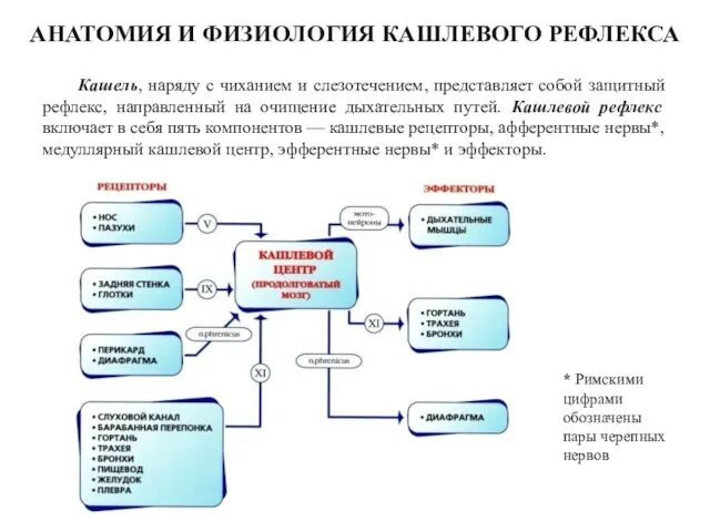 АНАТОМИЯ И ФИЗИОЛОГИЯ КАШЛЕВОГО РЕФЛЕКСА Кашель, наряду с чиханием и