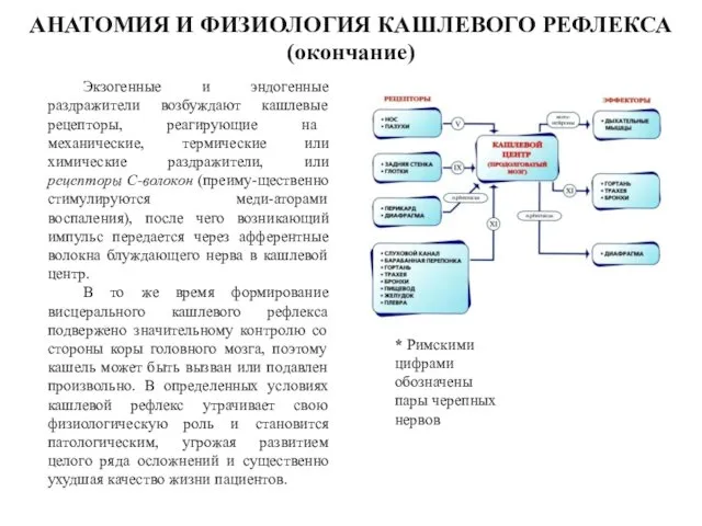 АНАТОМИЯ И ФИЗИОЛОГИЯ КАШЛЕВОГО РЕФЛЕКСА (окончание) Экзогенные и эндогенные раздражители