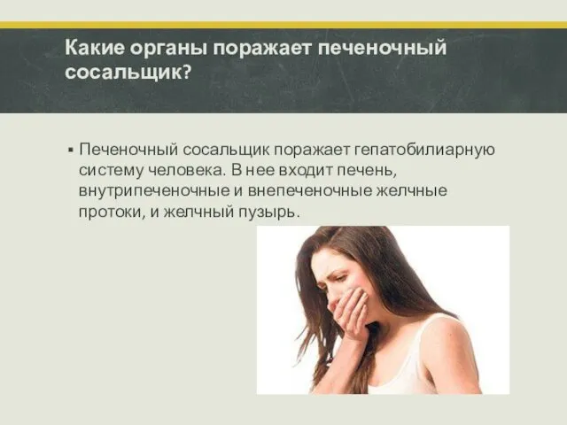 Какие органы поражает печеночный сосальщик? Печеночный сосальщик поражает гепатобилиарную систему