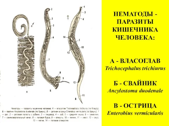НЕМАТОДЫ - ПАРАЗИТЫ КИШЕЧНИКА ЧЕЛОВЕКА: А - ВЛАСОГЛАВ Trichocephalus trichiurus