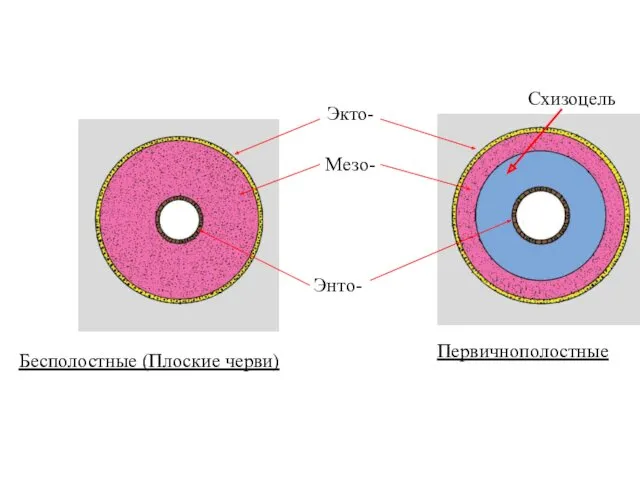 Первичнополостные Экто- Мезо- Энто-