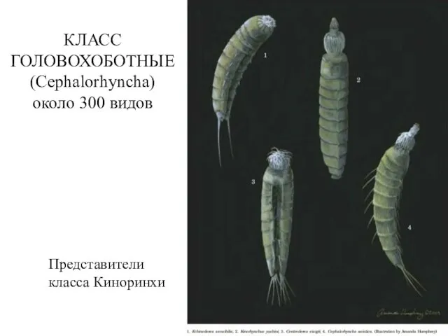 КЛАСС ГОЛОВОХОБОТНЫЕ (Cephalorhyncha) около 300 видов Представители класса Киноринхи