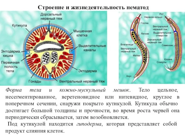 Строение и жизнедеятельность нематод Форма тела и кожно-мускульный мешок. Тело