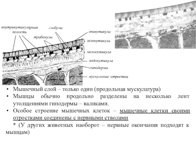 Мышечный слой – только один (продольная мускулатура) Мышцы обычно продольно