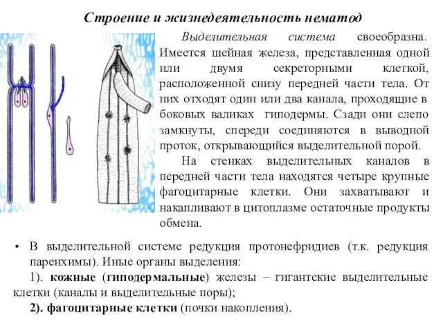 Строение и жизнедеятельность нематод Выделительная система своеобразна. Имеется шейная железа,