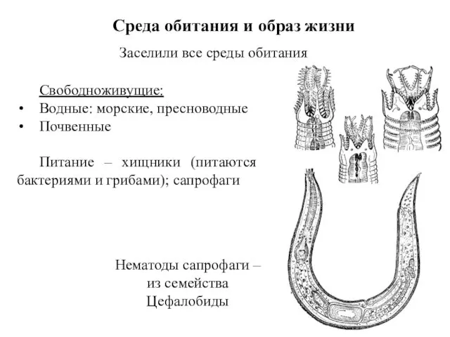 Среда обитания и образ жизни Заселили все среды обитания Свободноживущие: