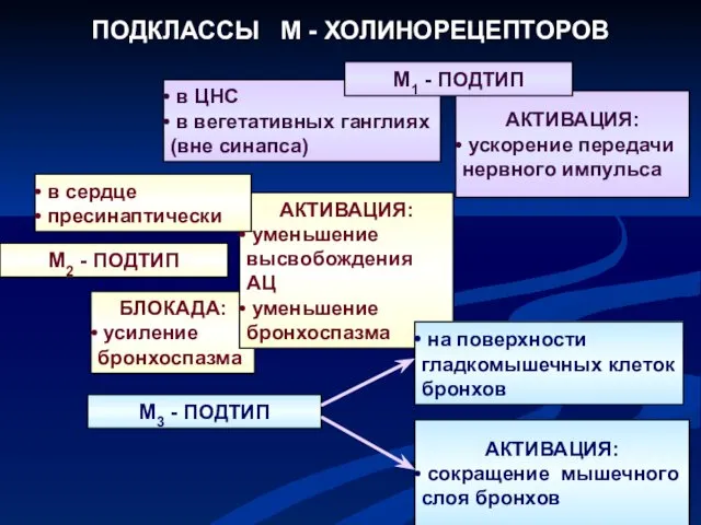 ПОДКЛАССЫ М - ХОЛИНОРЕЦЕПТОРОВ