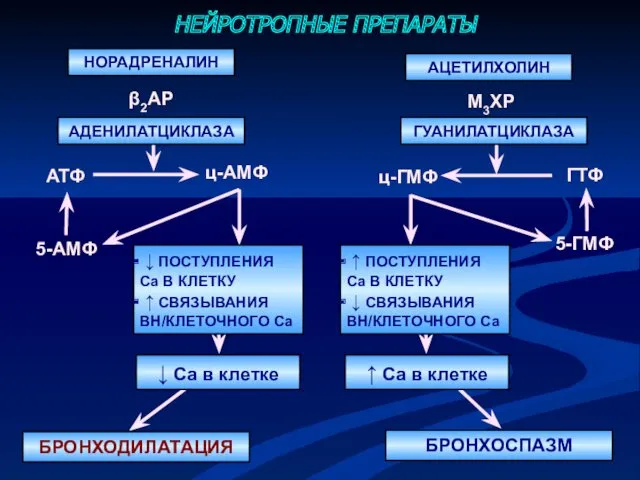 НЕЙРОТРОПНЫЕ ПРЕПАРАТЫ