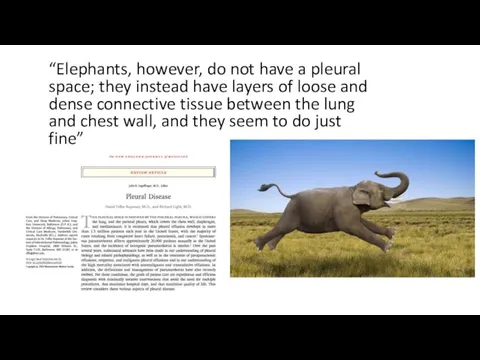 “Elephants, however, do not have a pleural space; they instead