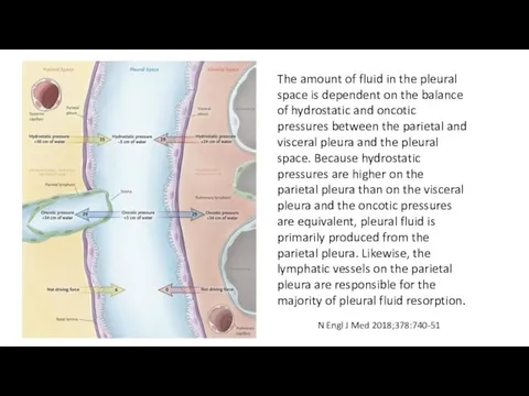 The amount of fluid in the pleural space is dependent on the balance
