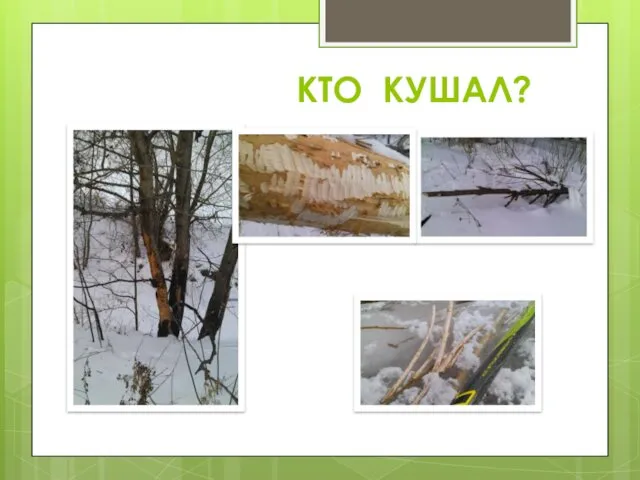 КТО КУШАЛ?