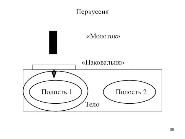 Перкуссия Тело Полость 1 Полость 2 «Наковальня» «Молоток»