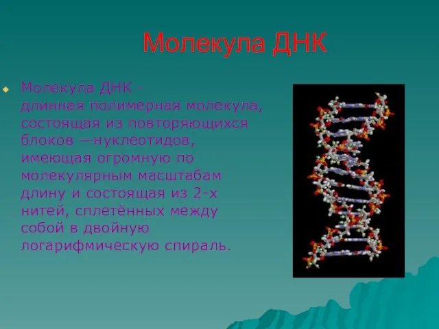 Молекула ДНК Молекула ДНК -длинная полимерная молекула, состоящая из повторяющихся