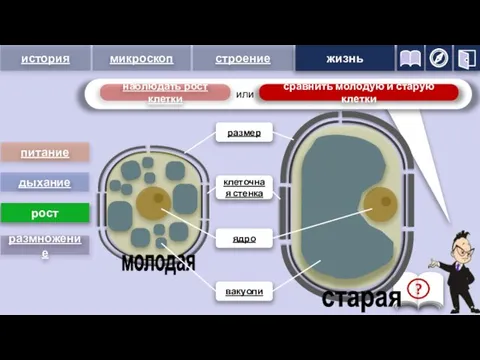 молодая старая наблюдать рост клетки питание дыхание рост размножение размер ядро вакуоли клеточная стенка жизнь