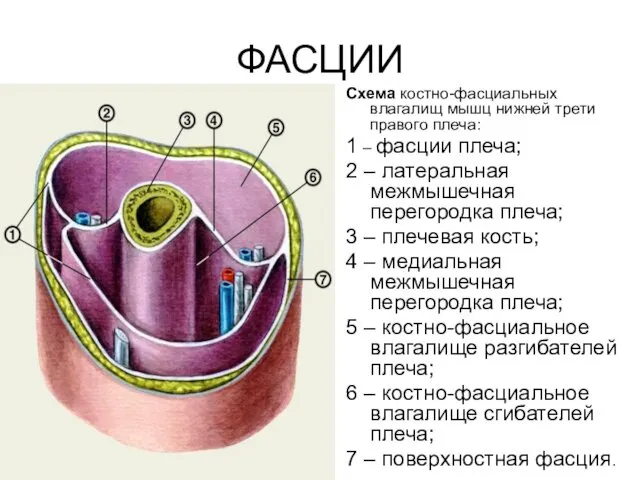 ФАСЦИИ Схема костно-фасциальных влагалищ мышц нижней трети правого плеча: 1