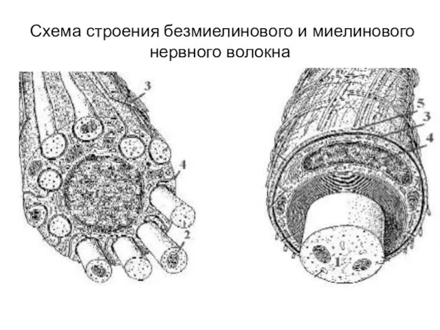 Схема строения безмиелинового и миелинового нервного волокна