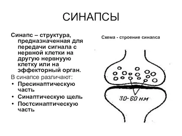 СИНАПСЫ Синапс – структура, предназначенная для передачи сигнала с нервной