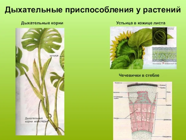 Дыхательные приспособления у растений Дыхательные корни Устьица в кожице листа Чечевички в стебле