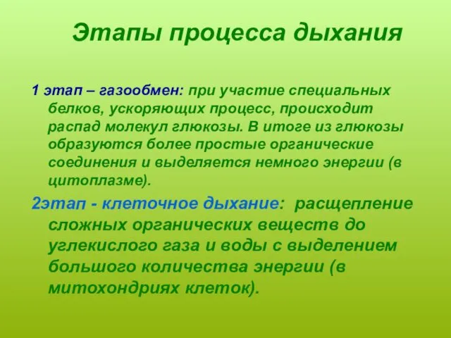 Этапы процесса дыхания 1 этап – газообмен: при участие специальных