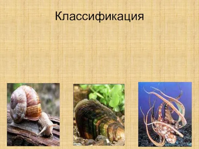 Классификация