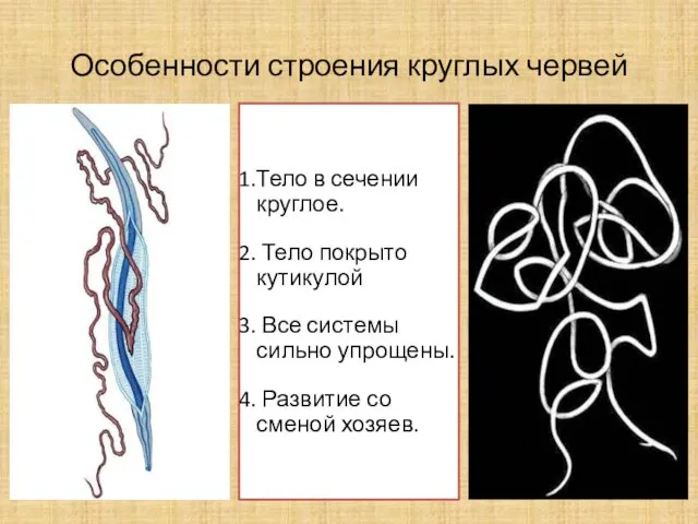 Особенности строения круглых червей Тело в сечении круглое. Тело покрыто