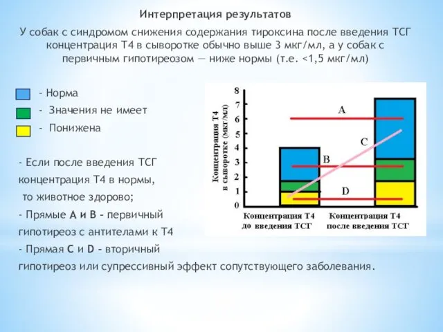 Интерпретация результатов У собак с синдромом снижения содержания тироксина после