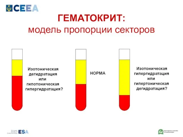 ГЕМАТОКРИТ: модель пропорции секторов