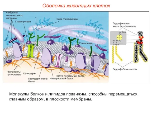 Молекулы белков и липидов подвижны, способны перемещаться, главным образом, в плоскости мембраны. Оболочка животных клеток