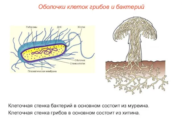 Оболочки клеток грибов и бактерий Клеточная стенка бактерий в основном