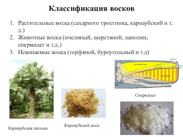 Классификация восков Растительные воска (сахарного тростника, карнаубский и т.д.) Животные