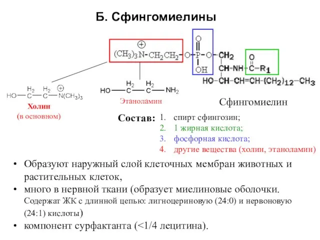 Б. Сфингомиелины спирт сфингозин; 1 жирная кислота; фосфорная кислота; другие