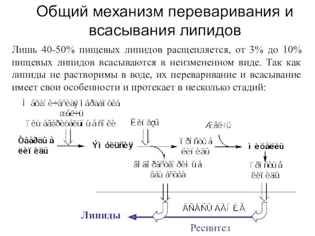 Общий механизм переваривания и всасывания липидов Лишь 40-50% пищевых липидов