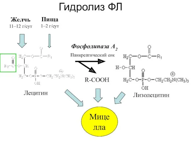 Гидролиз ФЛ Желчь 11–12 г/сут Пища 1–2 г/сут Лецитин Мицелла R-COOH Лизолецитин Фосфолипаза А2 Панкреатический сок