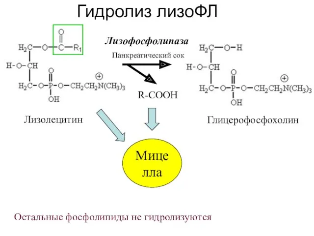 Гидролиз лизоФЛ Мицелла R-COOH Лизолецитин Лизофосфолипаза Глицерофосфохолин Панкреатический сок Остальные фосфолипиды не гидролизуются