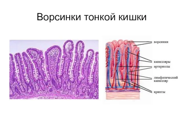 Ворсинки тонкой кишки