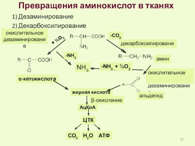 Превращения аминокислот в тканях 1) Дезаминирование 2) Декарбоксилирование декарбоксилирование окислительное