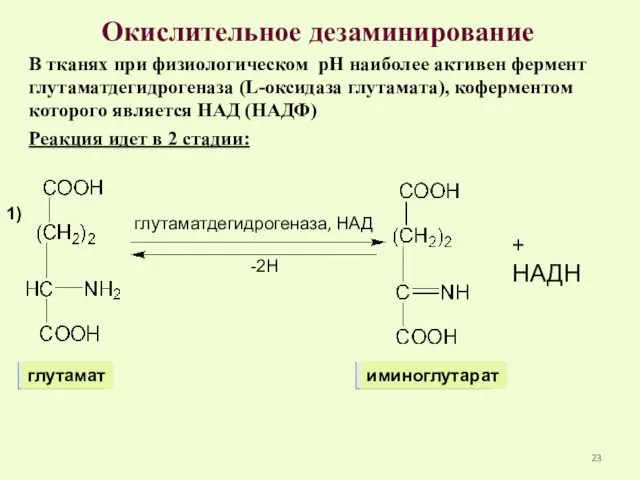 Окислительное дезаминирование В тканях при физиологическом рН наиболее активен фермент