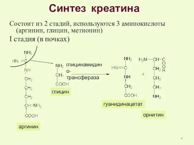 Синтез креатина Состоит из 2 стадий, используются 3 аминокислоты (аргинин,