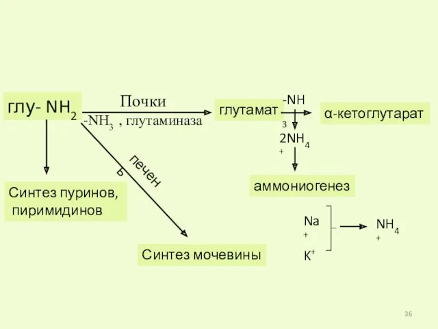 глу- NH2 Синтез пуринов, пиримидинов печень Синтез мочевины Почки -NH3