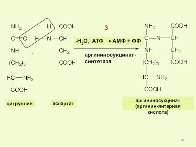 цитруллин аспартат -Н2О, АТФ АМФ + ФФ 3 аргининосукцинат- синтетаза аргининосукцинат (аргинин-янтарная кислота)‏