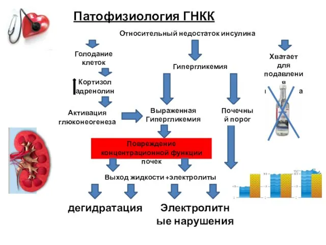 Патофизиология ГНКК Выраженная Гипергликемия Относительный недостаток инсулина Хватает для подавления кетогенеза Голодание клеток